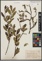 Foto von Salix phylicifolia L.